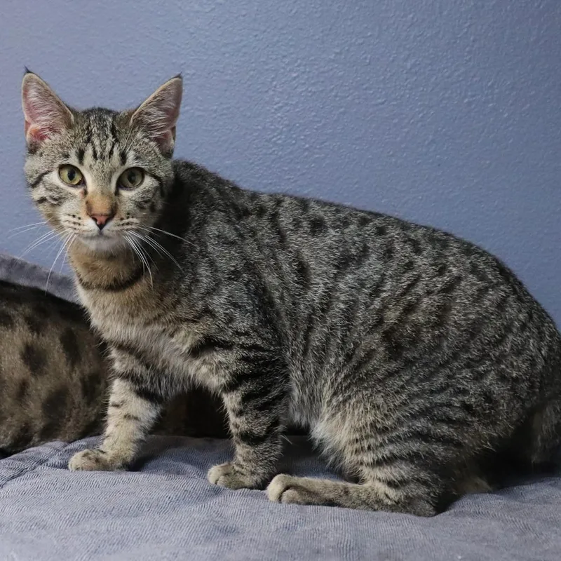 A young medium-sized male Gray / Blue / Silver Domestic Short Hair cat named Thanos for adoption in Lakeland, FL