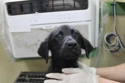 A baby small-sized female Labrador Retriever dog named Alberta for adoption in Picayune, MS