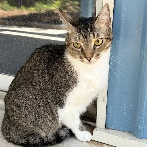 An adult small-sized female White Domestic Short Hair cat named Olive for adoption in Lexington, SC