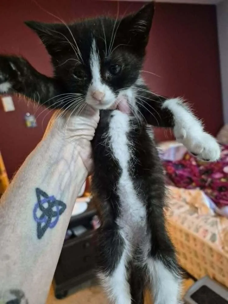A baby small-sized male Black & White / Tuxedo Domestic Short Hair cat named Coconut for adoption in O'Fallon, MO