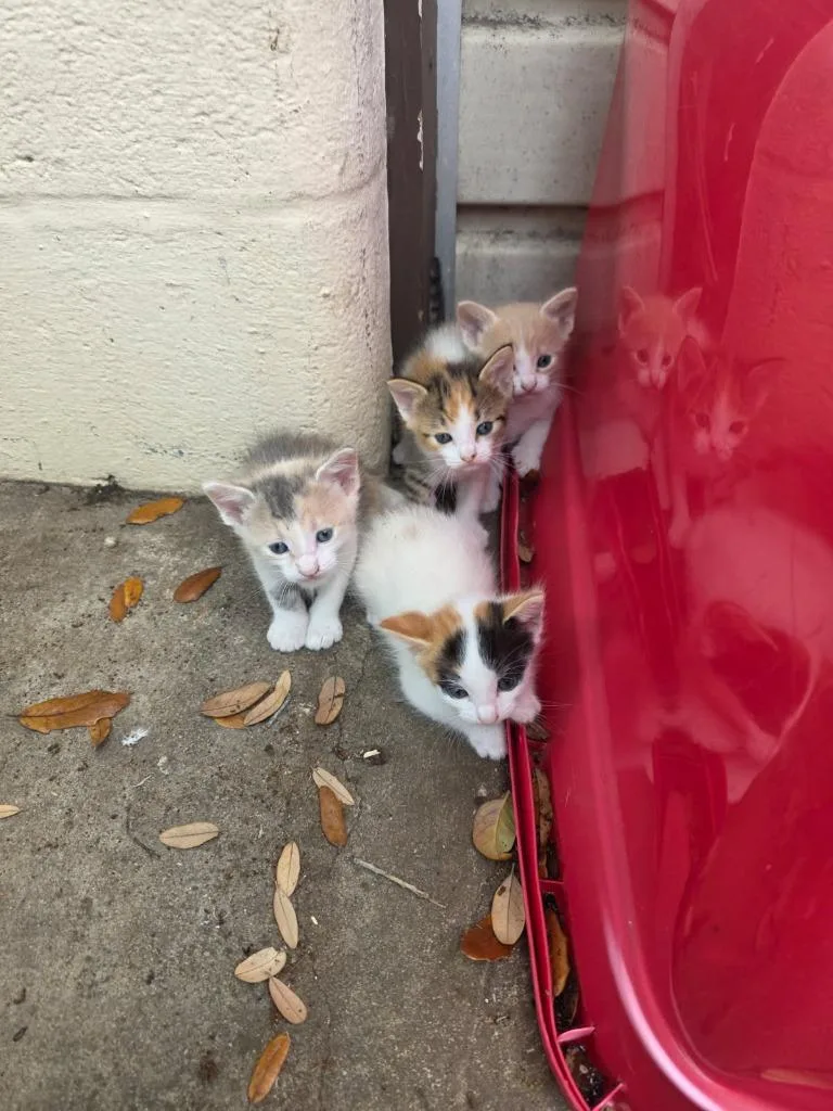 A baby medium-sized female Domestic Short Hair cat named Peach Blossom for adoption in San Antonio, TX