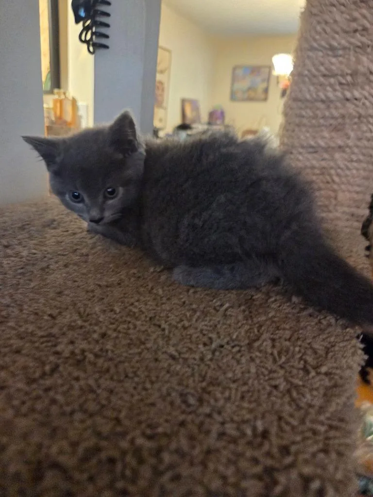 A baby medium-sized female Domestic Short Hair cat named Brielle for adoption in Parkville, MD