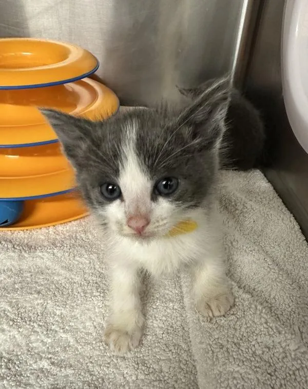 A baby small-sized male Domestic Short Hair cat named Seahorse for adoption in Santa Rosa, CA