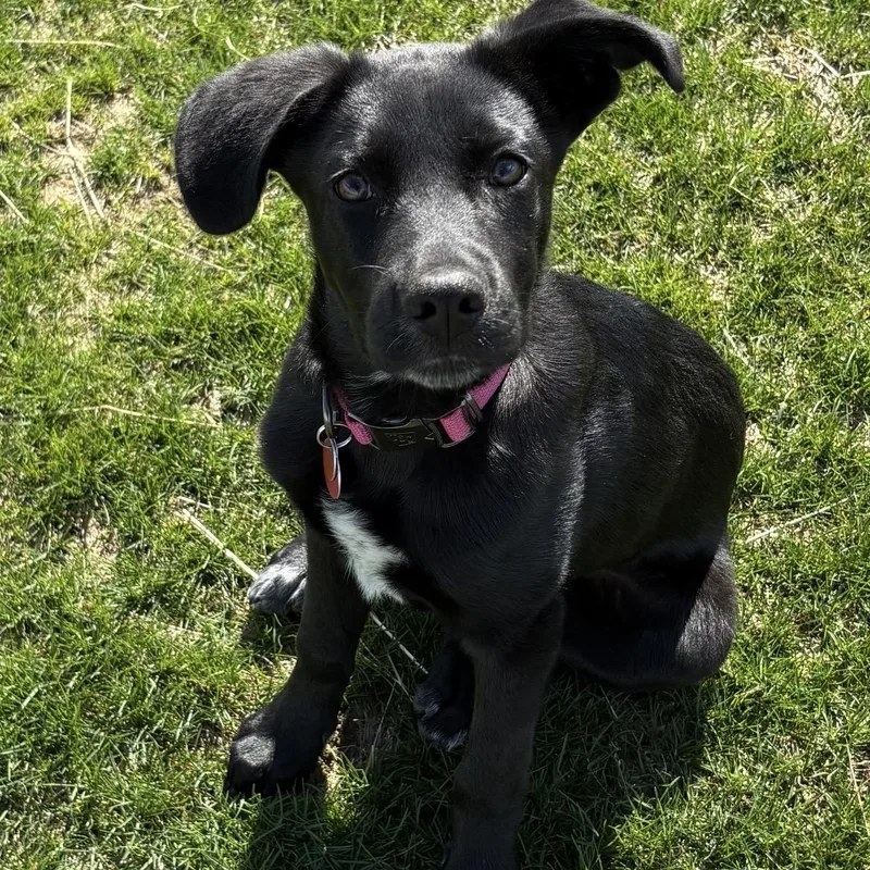A baby medium-sized female Black Black Labrador Retriever dog named Lexi for adoption in South Plainfield, NJ