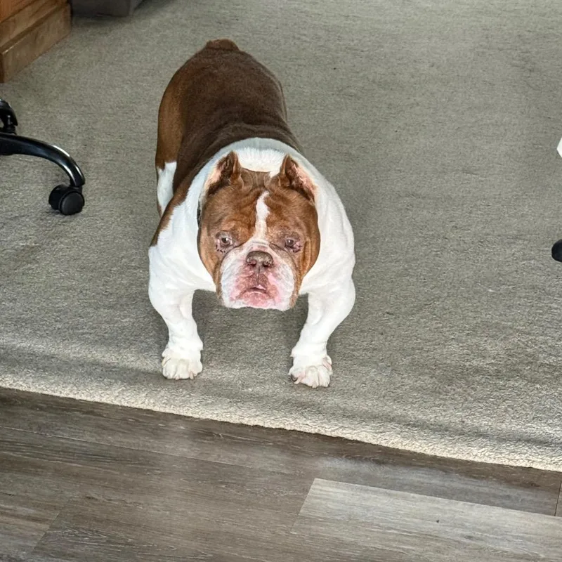 An adult medium-sized male Red / Chestnut / Orange American Bully dog named Sinsing for adoption in Huber Heights, OH