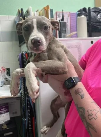 A baby small-sized female Pit Bull Terrier dog named Milly for adoption in Killeen, TX