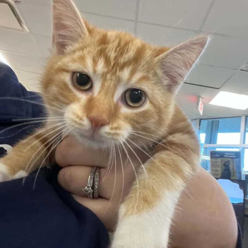 A baby small-sized male Domestic Short Hair cat named Mango for adoption in Hampton Bays, NY