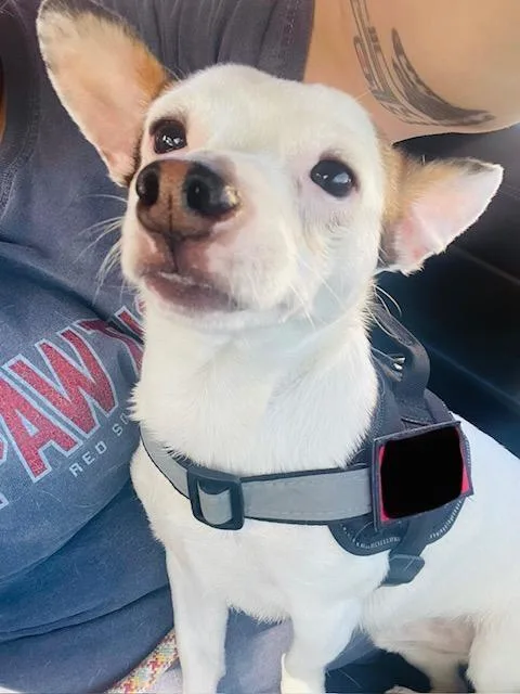 An adult small-sized male White / Cream Chihuahua dog named Eddie for adoption in Wadsworth, OH