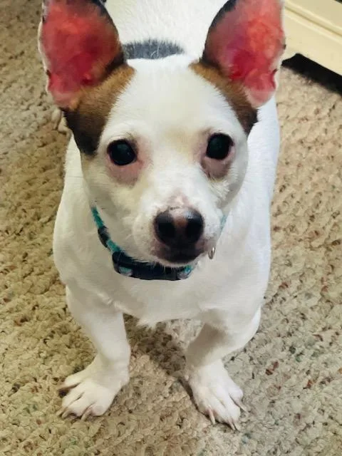 Eddie thumbnail 3