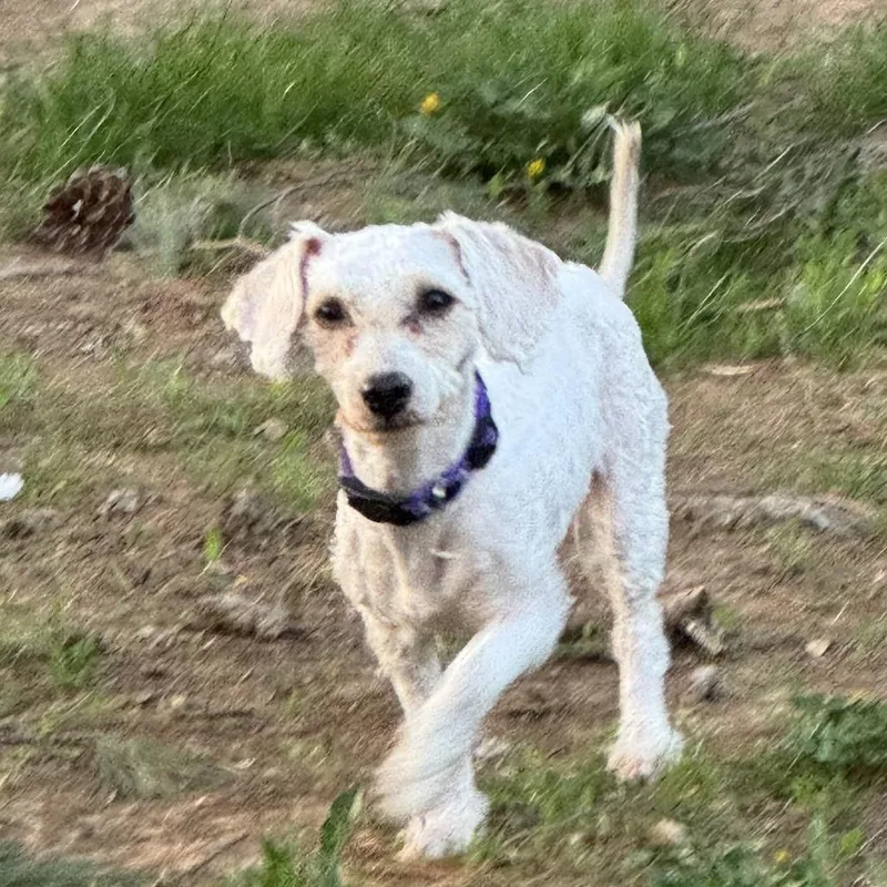 An adult small-sized female White / Cream Bichon Frise dog named Pretty Girl for adoption in Bensalem, PA