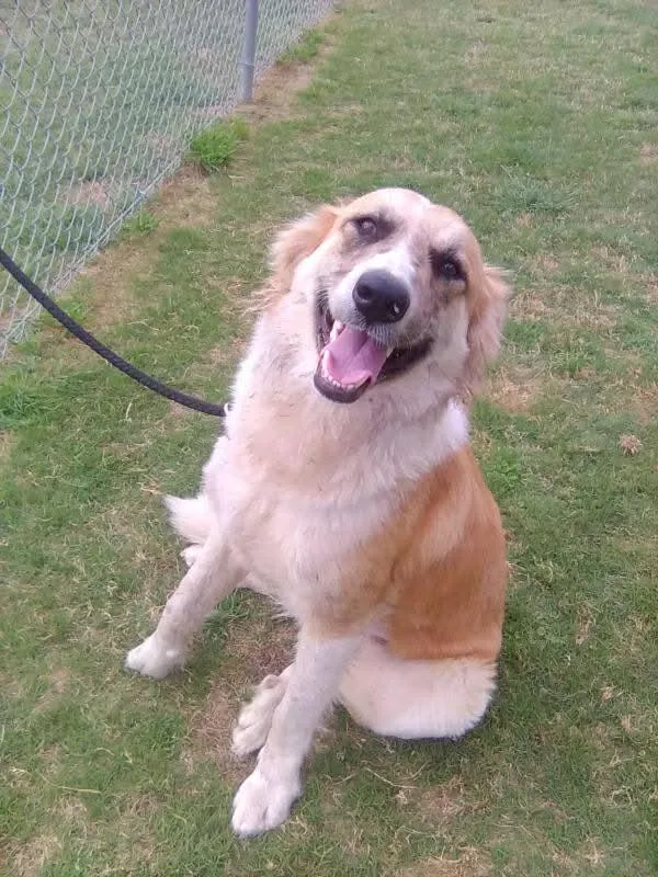 A young medium-sized female Great Pyrenees dog named Penny  Cs for adoption in Columbia, MD