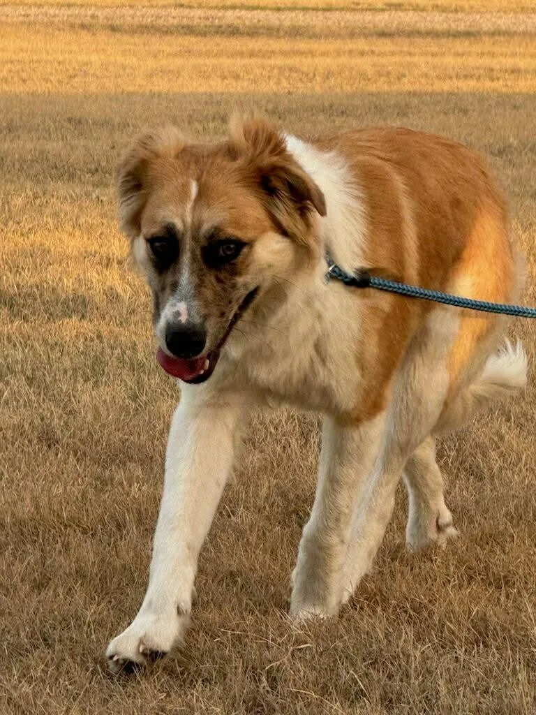 Penny  Cs thumbnail 3