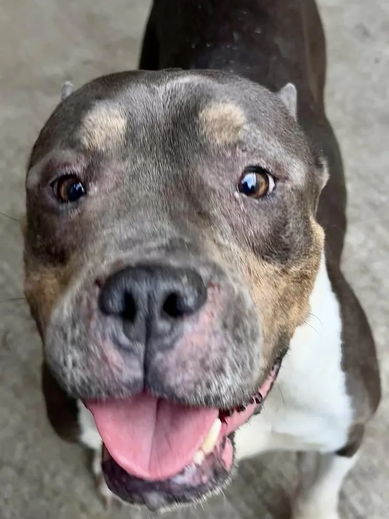 An adult medium-sized female Tricolor (Brown, Black, & White) Pit Bull Terrier dog named Priscilla for adoption in Chicago, IL