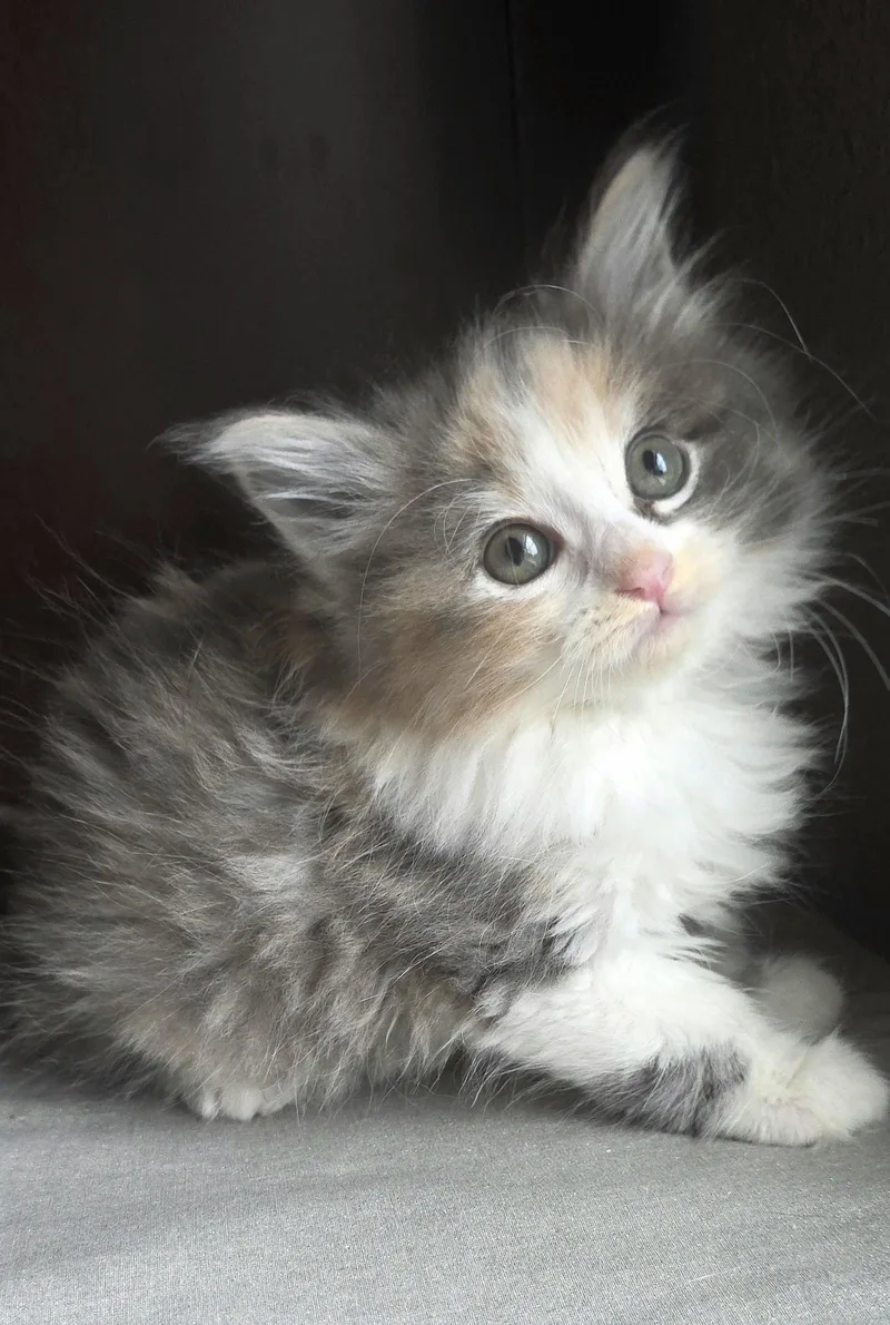 A baby medium-sized female Calico cat named Scarlett for adoption in Campbell, CA