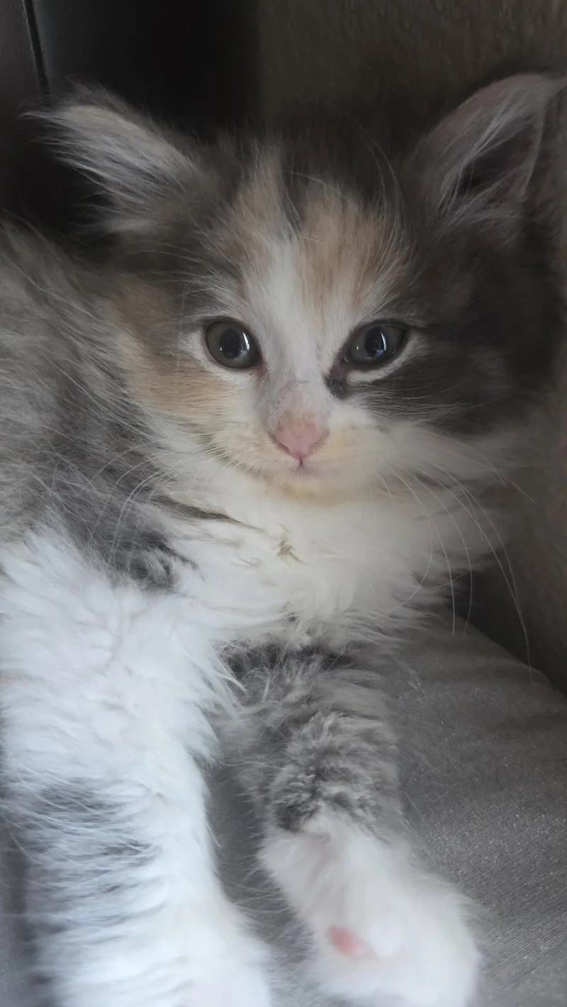Scarlett thumbnail 3