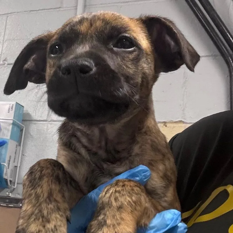 A baby small-sized male Brindle Mixed Breed dog named Gully for adoption in Summerville, SC