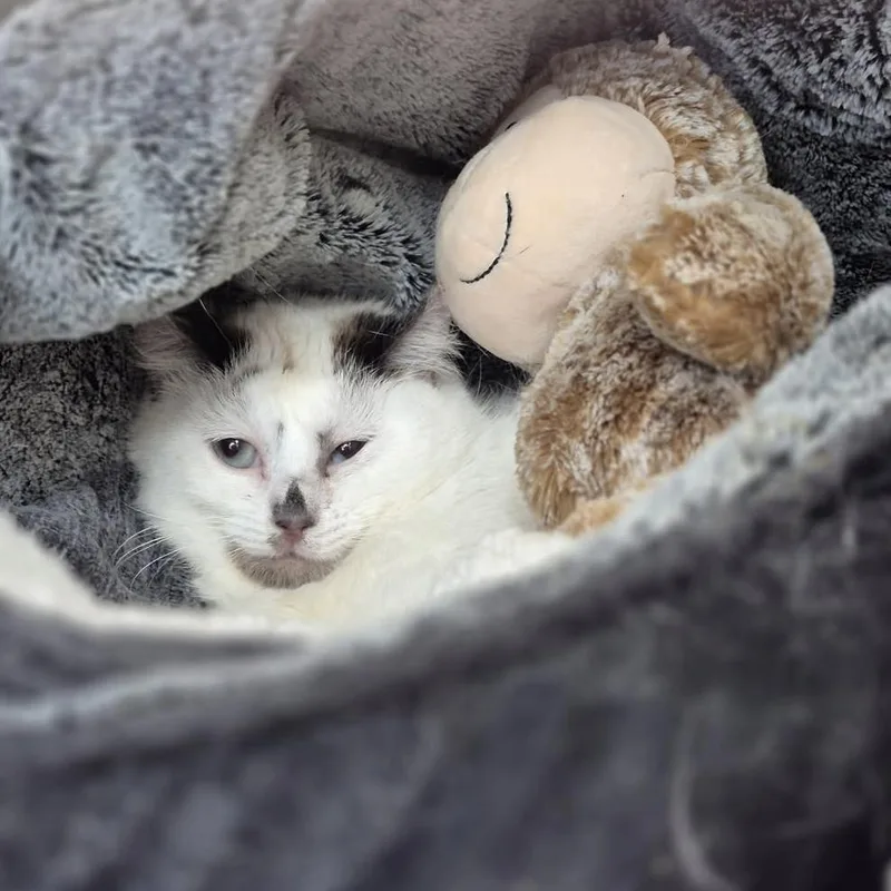A young small-sized female White Domestic Short Hair cat named Scrunchie for adoption in Eatontown, NJ