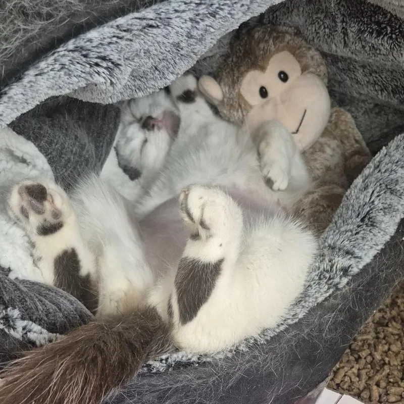 Scrunchie thumbnail 2