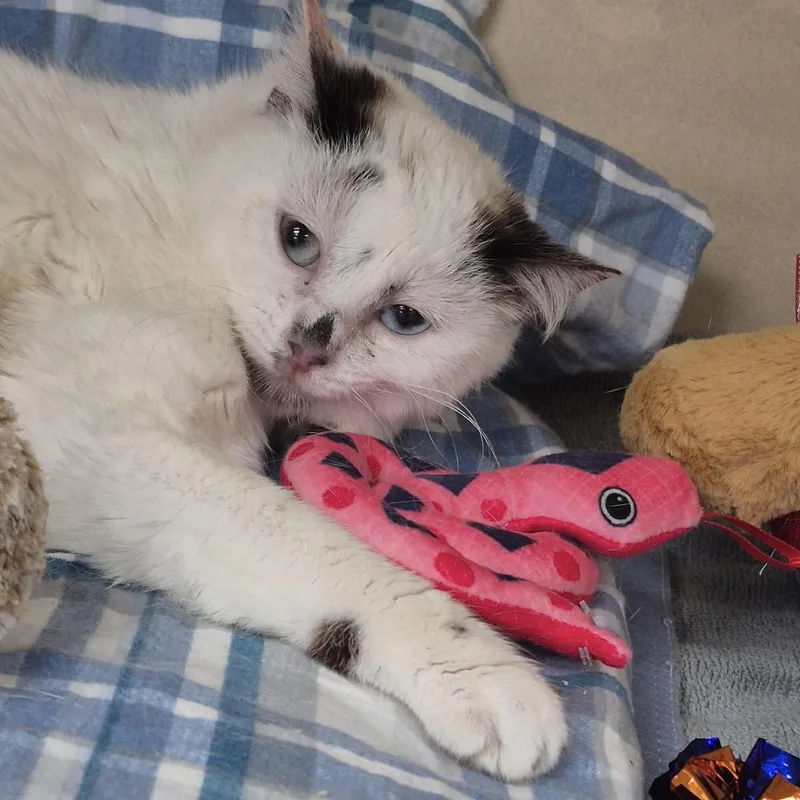 Scrunchie thumbnail 3