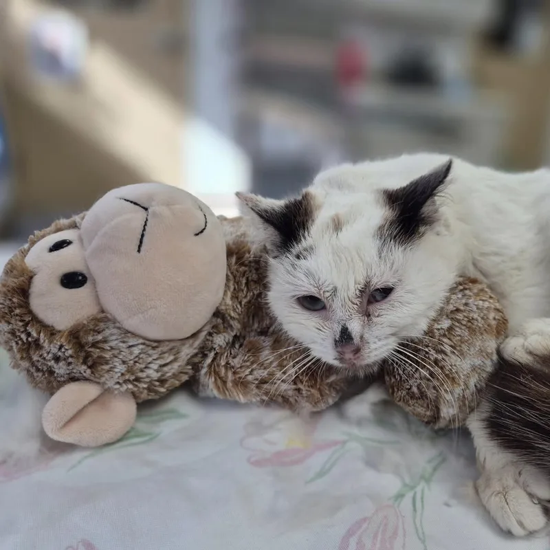 Scrunchie thumbnail 4