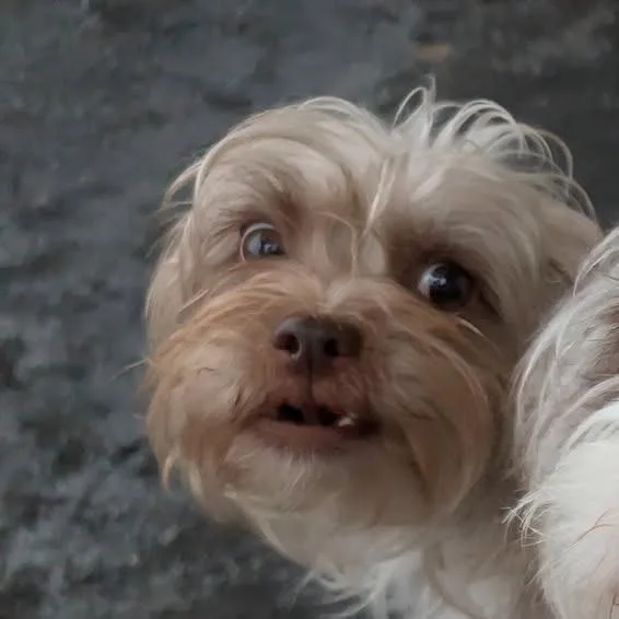 An adult small-sized female Yellow / Tan / Blond / Fawn Havanese dog named Maggie for adoption in Quakertown, PA