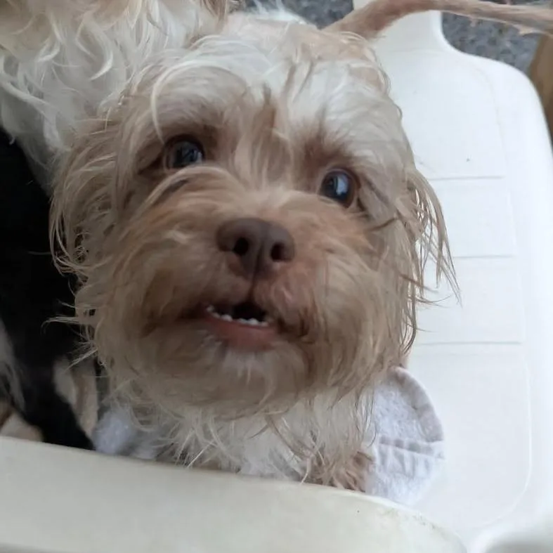 Maggie thumbnail 2