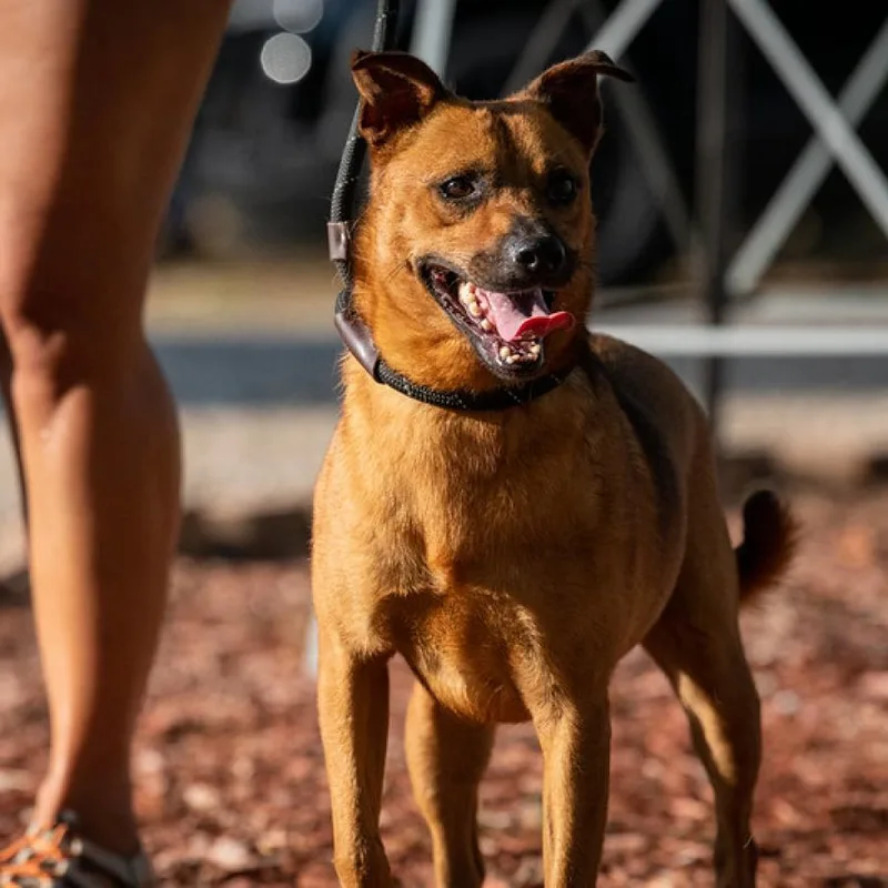 An adult medium-sized male Red / Chestnut / Orange Terrier dog named Danny Dogvito JuM for adoption in Austin, TX
