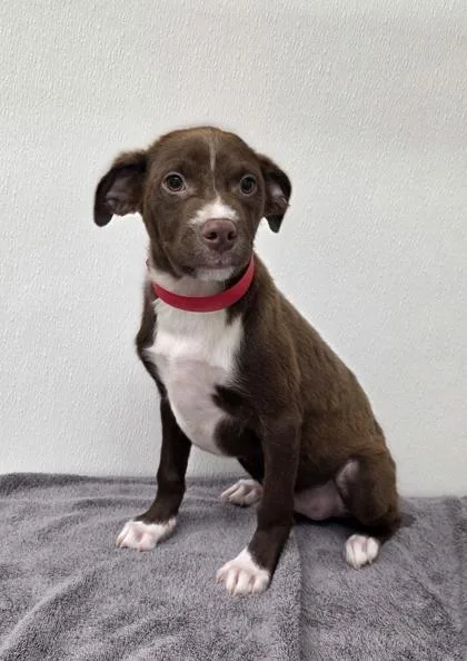 A young medium-sized female Pit Bull Terrier dog named Ivy for adoption in Phoenix, AZ