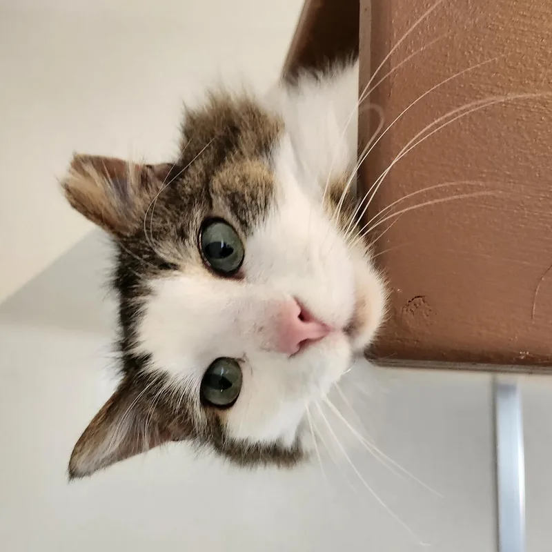Yzma