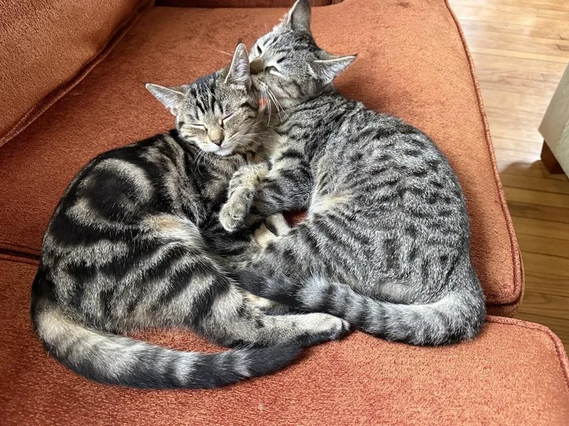 A baby medium-sized male Tabby (Brown / Chocolate) Domestic Short Hair cat named Mr. Nico for adoption in Clinton Township, MI