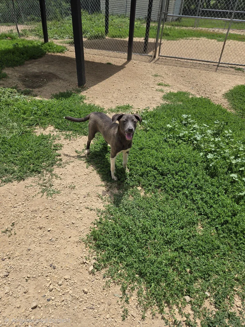 A young medium-sized female Black Labrador Retriever dog named Moe for adoption in Maquoketa, IA