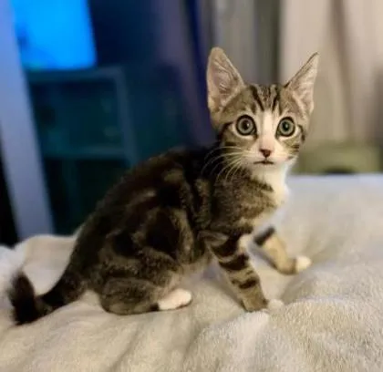 A baby small-sized female Domestic Short Hair cat named Tini for adoption in Honolulu, HI