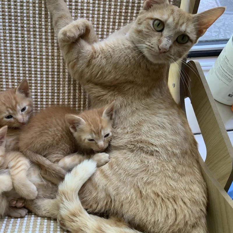 An adult medium-sized female Orange / Red Domestic Short Hair cat named Treasure for adoption in Chicago, IL