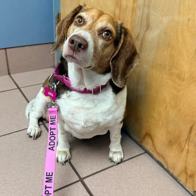 An adult medium-sized female Brown / Chocolate Beagle dog named Chloe for adoption in Miami, FL