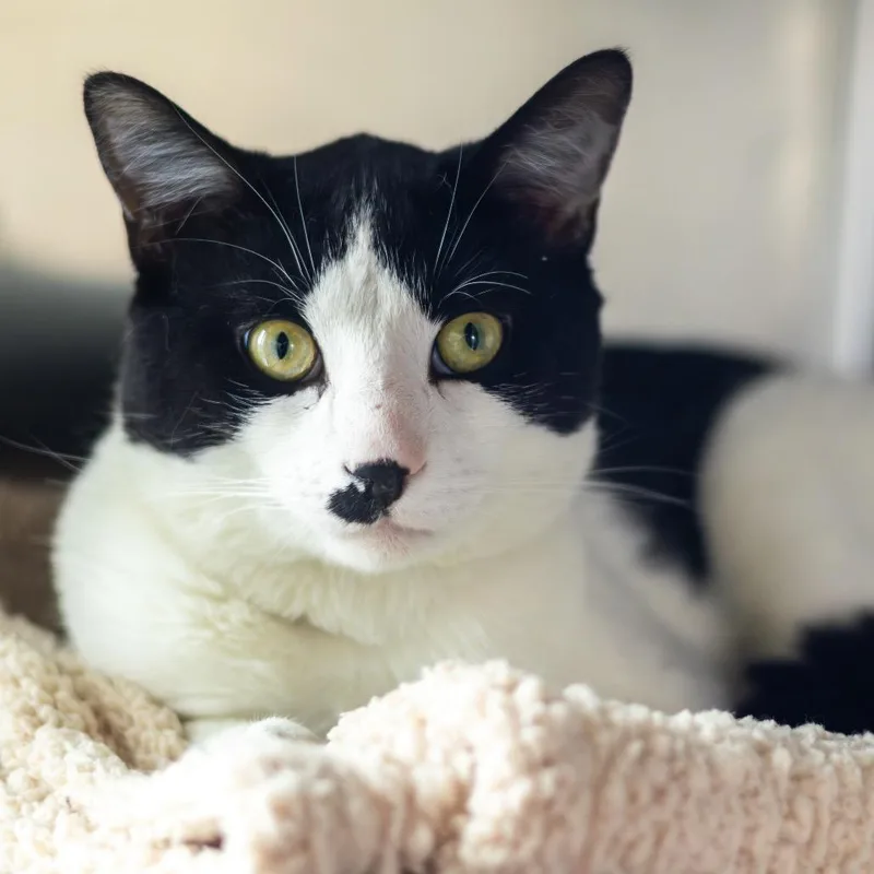 An adult large-sized male Black Domestic Short Hair cat named Fernando for adoption in Wilmington, DE