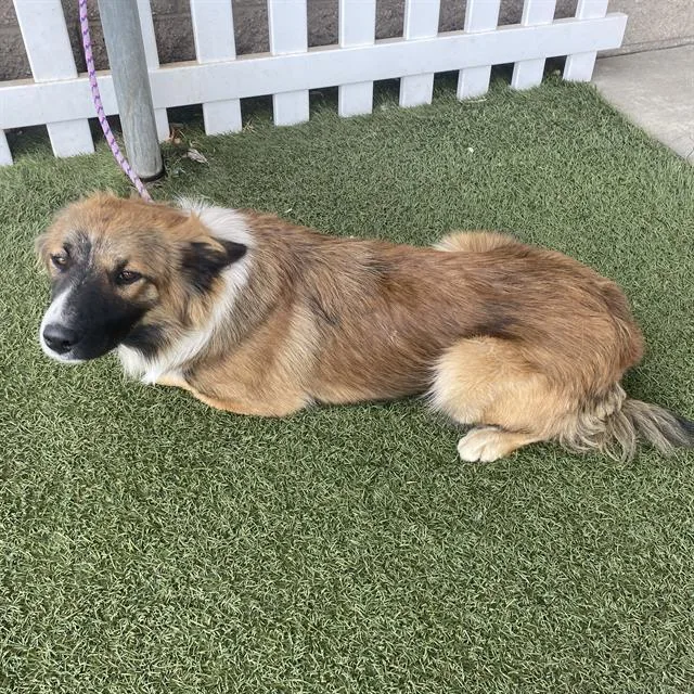A young large-sized male Border Collie dog named A for adoption in Modesto, CA