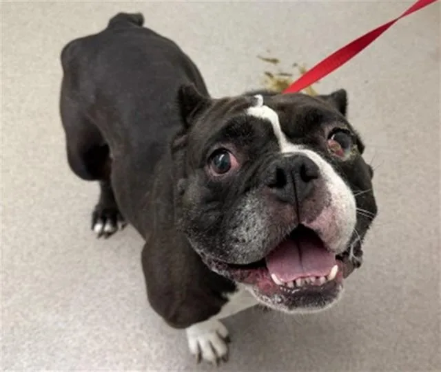 An adult medium-sized female American Bulldog dog named Olivia for adoption in San Bernardino, CA