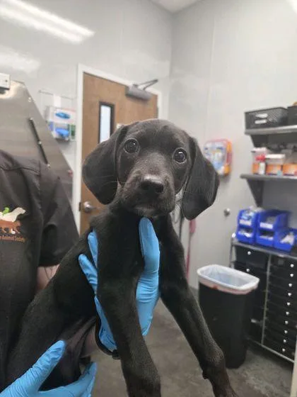 A young small-sized male Hound dog named B Barron for adoption in North Charleston, SC