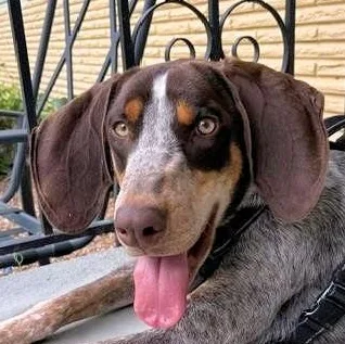 A young large-sized male Bluetick Coonhound dog named Jerry for adoption in Leawood, KS