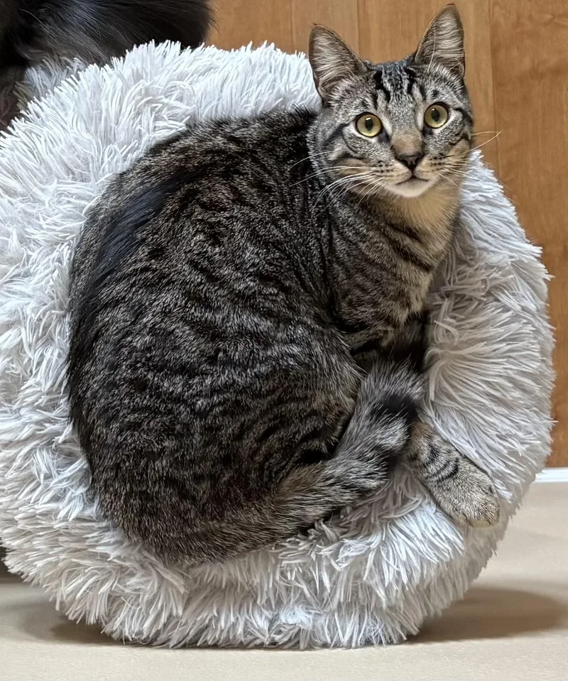 Jonquil And Lilac Indoor