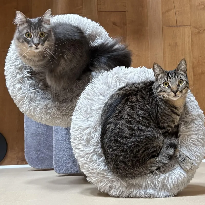 Jonquil And Lilac Indoor thumbnail 2