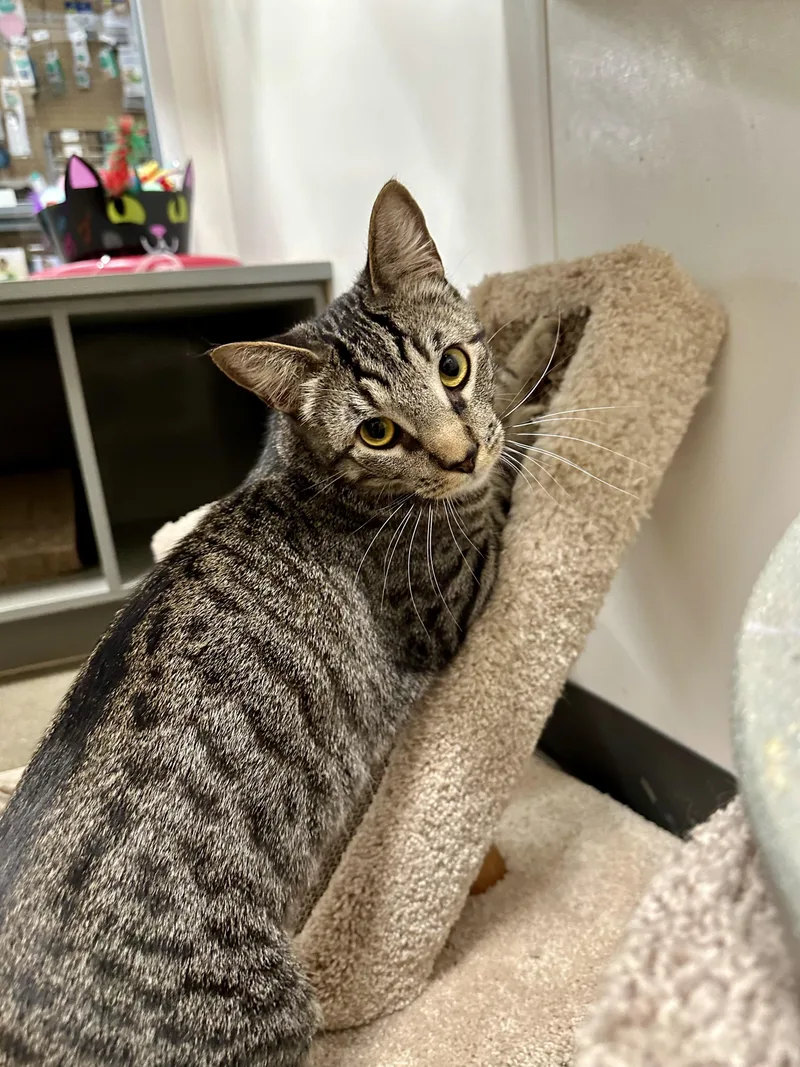 Jonquil And Lilac Indoor thumbnail 4