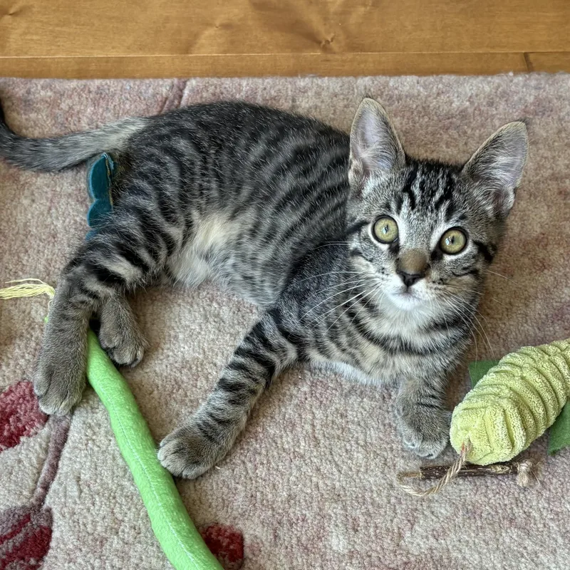 Jonquil And Lilac Indoor thumbnail 5