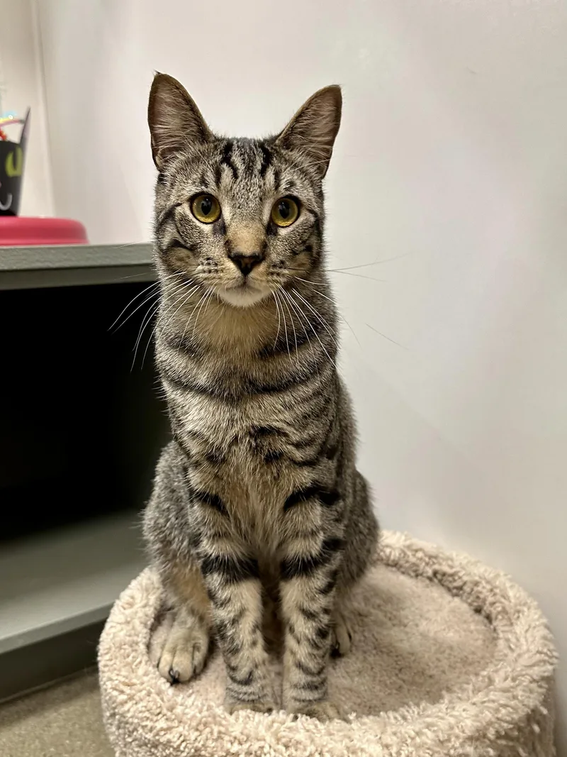 Jonquil And Lilac Indoor thumbnail 6