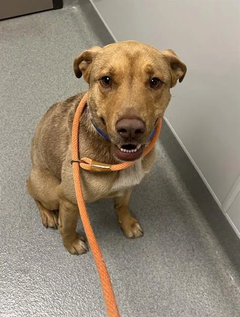 A young medium-sized male German Shepherd Dog dog named Rocky for adoption in Ontario, CA