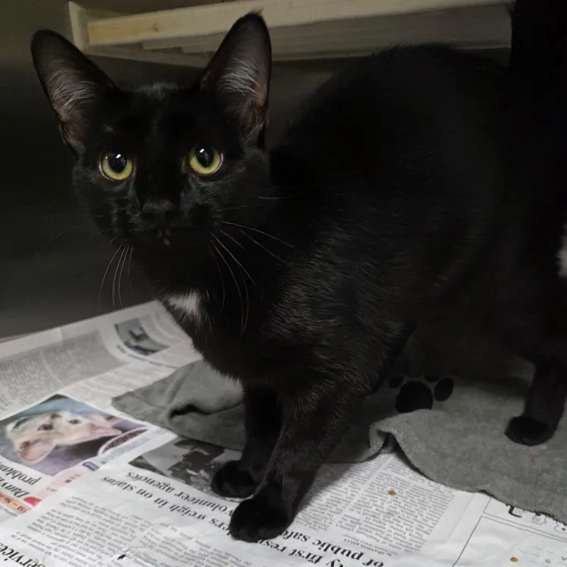 A young medium-sized male Domestic Short Hair cat named Tall Star for adoption in Chatham, VA