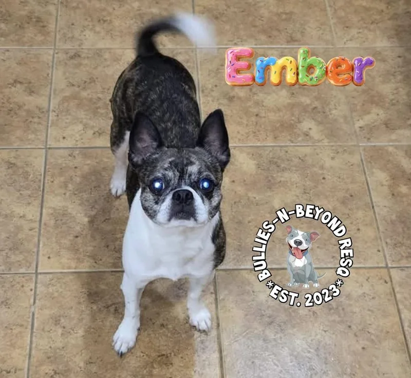 Ember thumbnail 2