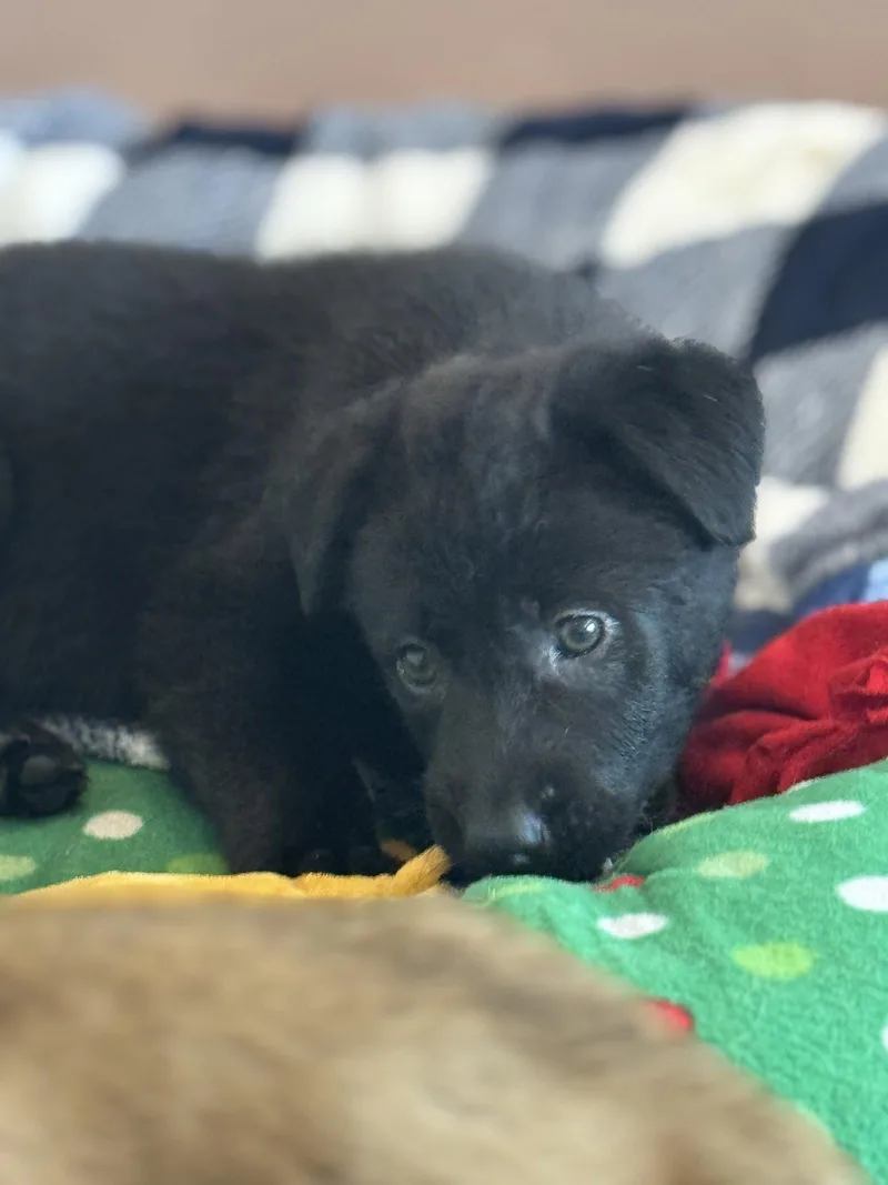A baby large-sized female Labrador Retriever dog named Rosie's Puppy Harper for adoption in San Diego, CA