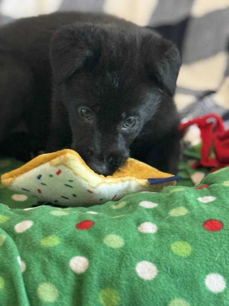 Rosie's Puppy Harper thumbnail 2