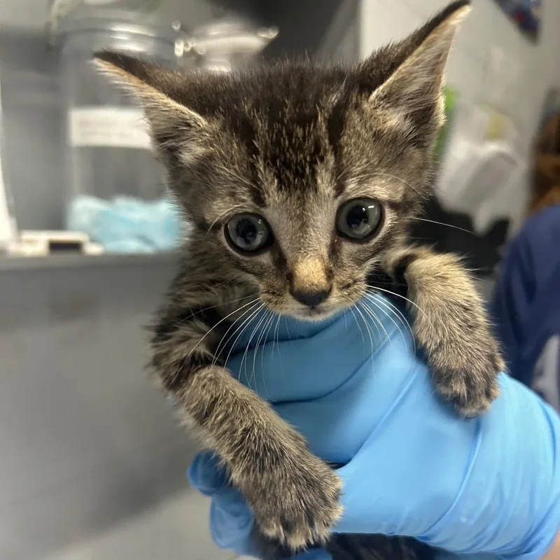 A baby small-sized male Brown / Chocolate Domestic Short Hair cat named Sweet Pea for adoption in Summerville, SC